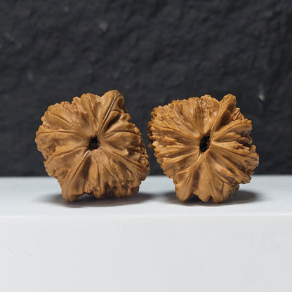 "Square Head Toad" Fang Tou Chan Collector Wenwan Walnuts Pair | 40.0mm x 40.0mm | HMT-S-004967