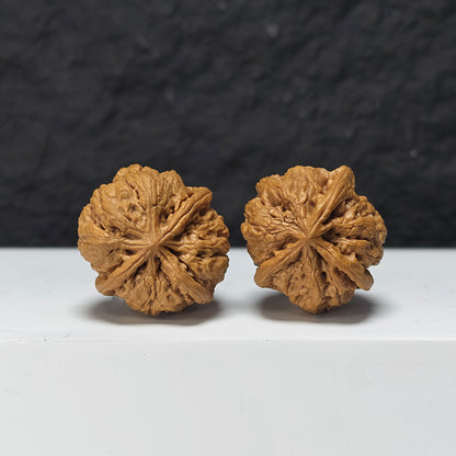 "Rain Flower Stone Three-Ridge Dun" Yu Hua Shi Three-Ridge Dun Collector Wenwan Walnuts Pair | 34.0mm x 36.0mm | YX-E-033430