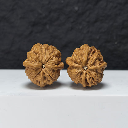 "Rain Flower Stone Three-Ridge Dun" Yu Hua Shi Three-Ridge Dun Collector Wenwan Walnuts Pair | 34.0mm x 36.0mm | YX-E-033430