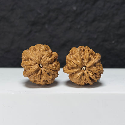 "Rain Flower Stone Three-Ridge Dun" Yu Hua Shi Three-Ridge Dun Collector Wenwan Walnuts Pair | 34.0mm x 36.0mm | YX-E-033430