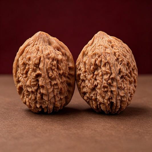 The "Auspicious Garlic" (Garlic-Head Lion's Head) A-Grade Wide Pair | 33.0mm (Length) x 37.0mm (Width) | SZ-A-013145