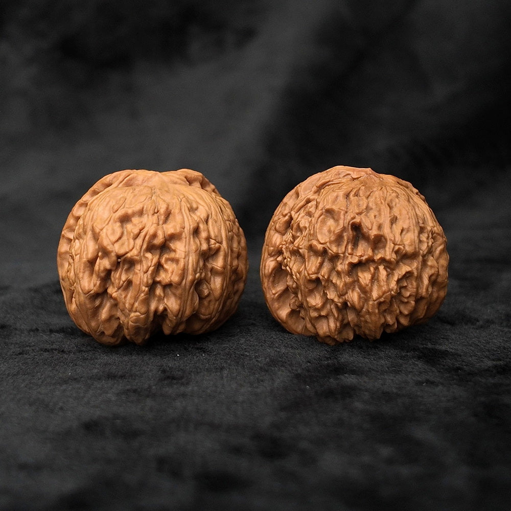 The "Divine Ear" (Wide-Edge Lion's Head) E-Grade Ultra-Wide Pair | 39.0mm (Length) x 45.0mm (Width) | YX-E-029255