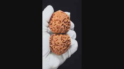 "Water Dragon" Shui Long Wen SZ-SSS-012881 Masterpiece Wenwan Walnuts Pair | 42.0mm x 42.0mm | SZ-SSS-012881