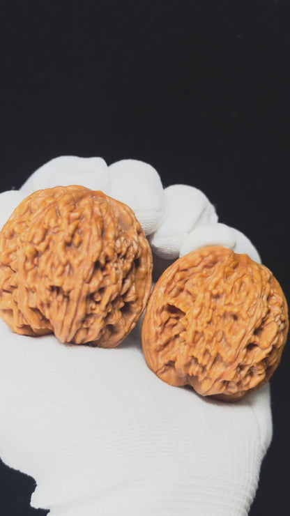 "Lion Tiger Beast" Shi Hu Shou HT-SSSS-001884 Supreme Masterpiece Wenwan Walnuts Pair | 46.0mm x 42.0mm | HT-SSSS-001884